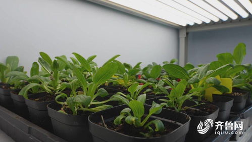 德州天衢新區(qū) 南方訂單接踵而至 種業(yè)銷售喜迎 開門紅