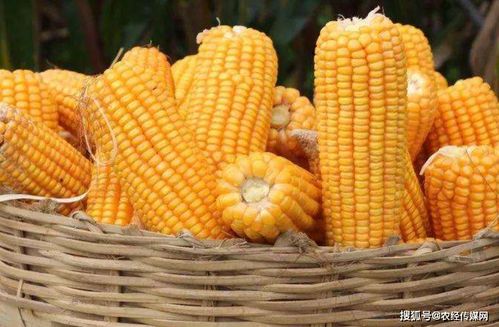 登海種業(yè)扭轉業(yè)績頹勢 玉米種業(yè)格局仍存變數