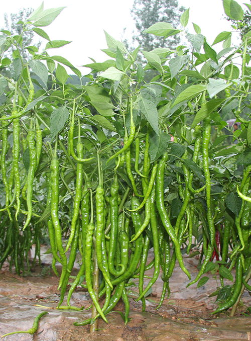 川椒種業 溫度成為辣椒種子生長發育的重要生態因素