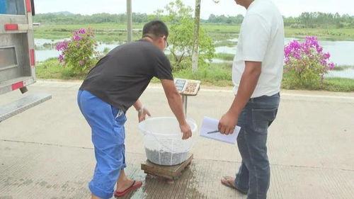 陽江 水產(chǎn)種業(yè)工廠化模式助推海水養(yǎng)殖高質(zhì)量發(fā)展