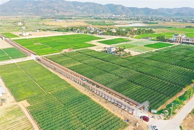 深度參與南繁產(chǎn)業(yè)建設(shè)，海墾南繁產(chǎn)業(yè)集團(tuán) 打造種業(yè)新力量