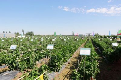 肅州 擦亮種業(yè)“金字招牌”，繪出鄉(xiāng)村振興“繽紛畫(huà)卷”